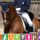 Image for article titled Olympic Field Guide: Rafalca, Ann Romney's Poor Horse